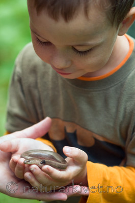 BB 09 0181 / Anguis fragilis / Stålorm